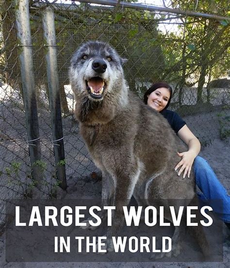 largest wolf ever recorded